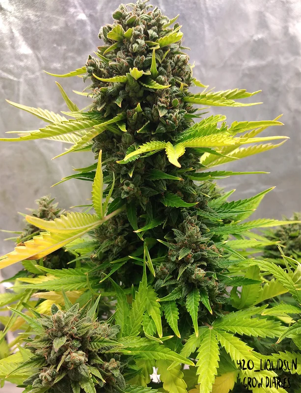 Stilton Special van Mephisto Genetics