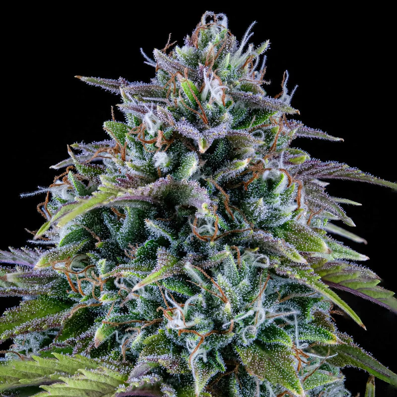 24 Carat van Mephisto Genetics