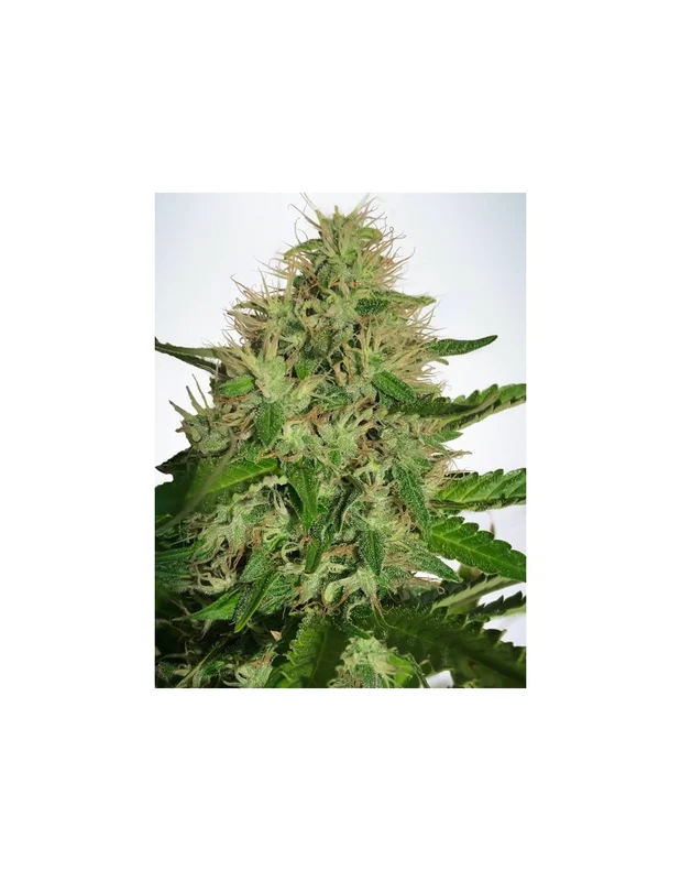 Cannabis Light van Ministry of Cannabis