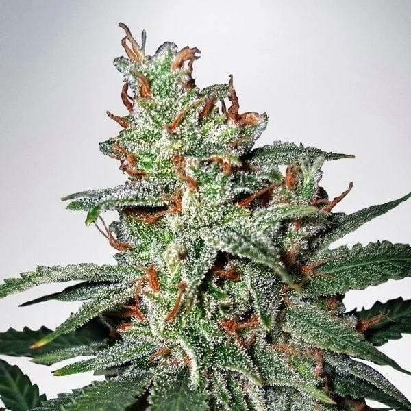 Carnival van Ministry of Cannabis