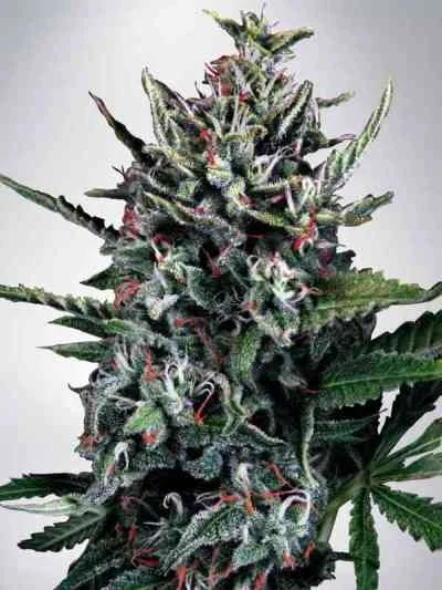Silver Bullet van Ministry of Cannabis
