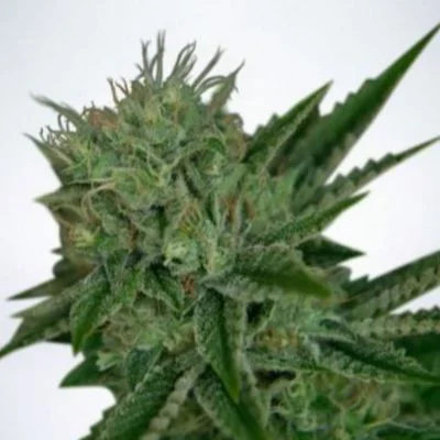 Northern Lights van Ministry of Cannabis