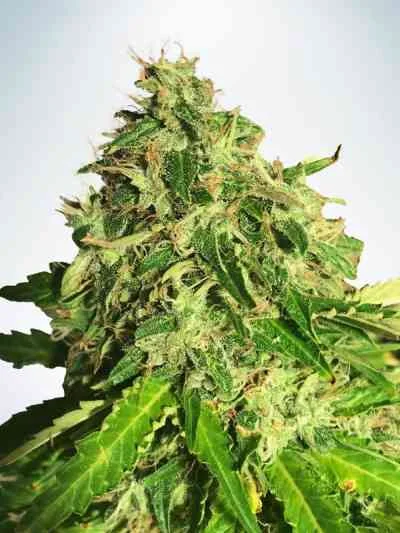 Cannabis Light van Ministry of Cannabis