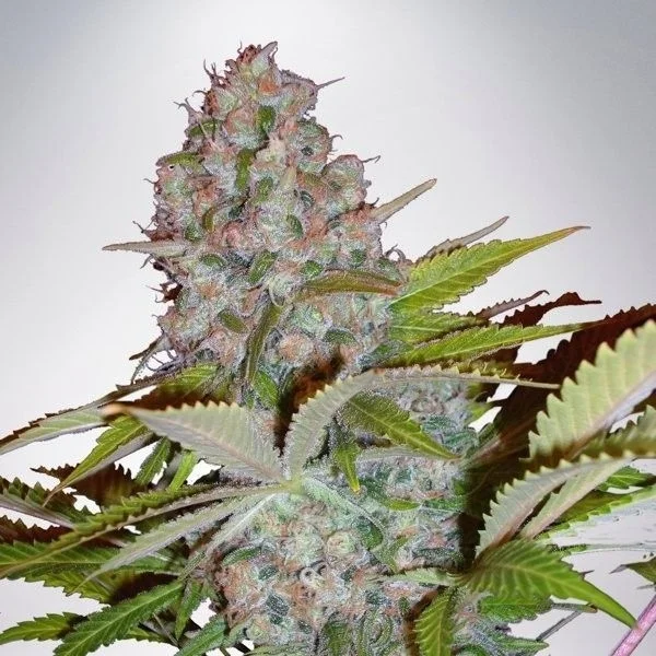 Cheese NL van Ministry of Cannabis