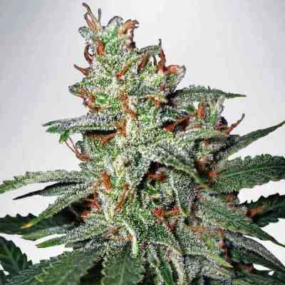 Carnival van Ministry of Cannabis