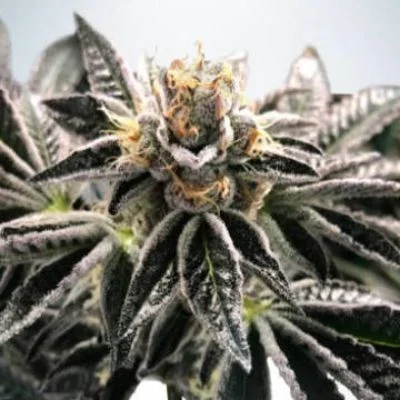 Mandarin Gelato van Ministry of Cannabis
