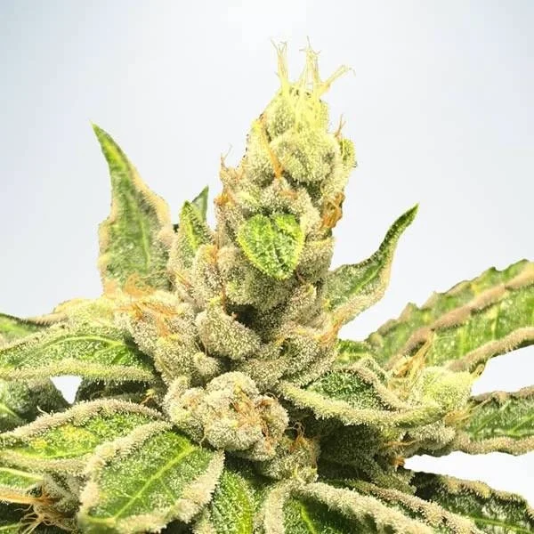 Mamacita's Cookies van Ministry of Cannabis