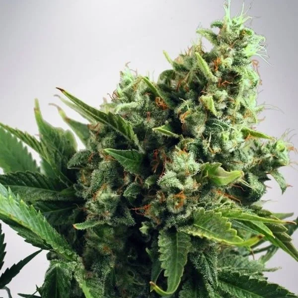 White Widow van Ministry of Cannabis