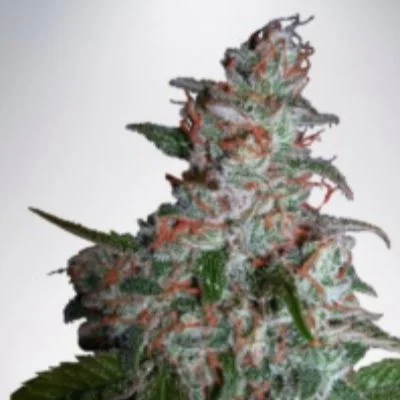 Northern Lights Moc van Ministry of Cannabis