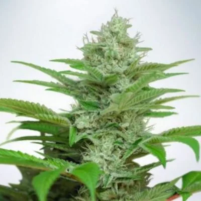 CBD Star van Ministry of Cannabis