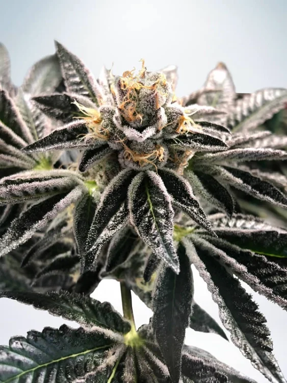 Mandarin Gelato van Ministry of Cannabis