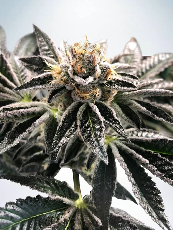 Mandarin Gelato van Ministry of Cannabis