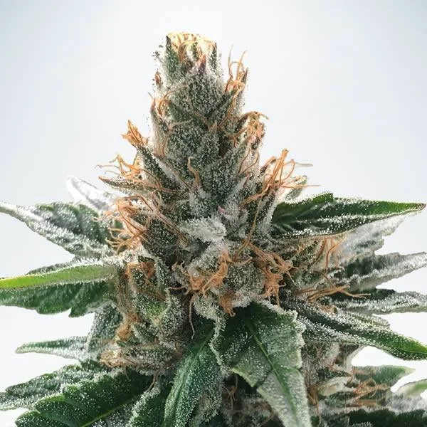God's Glue van Ministry of Cannabis