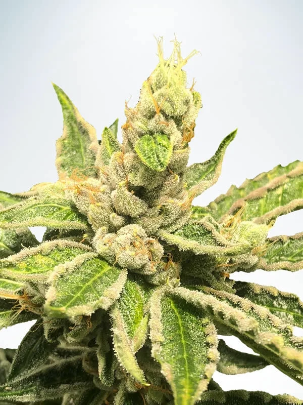 Mamacita's Cookies van Ministry of Cannabis