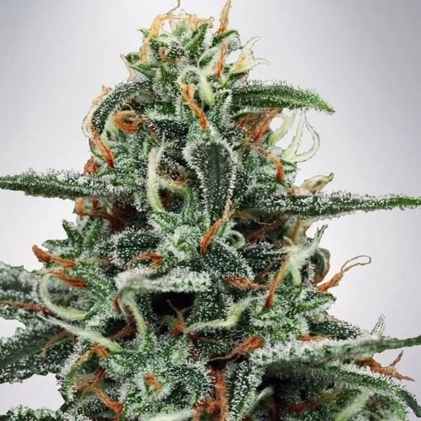 White Widow van Ministry of Cannabis
