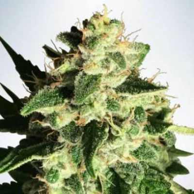 God's Glue van Ministry of Cannabis