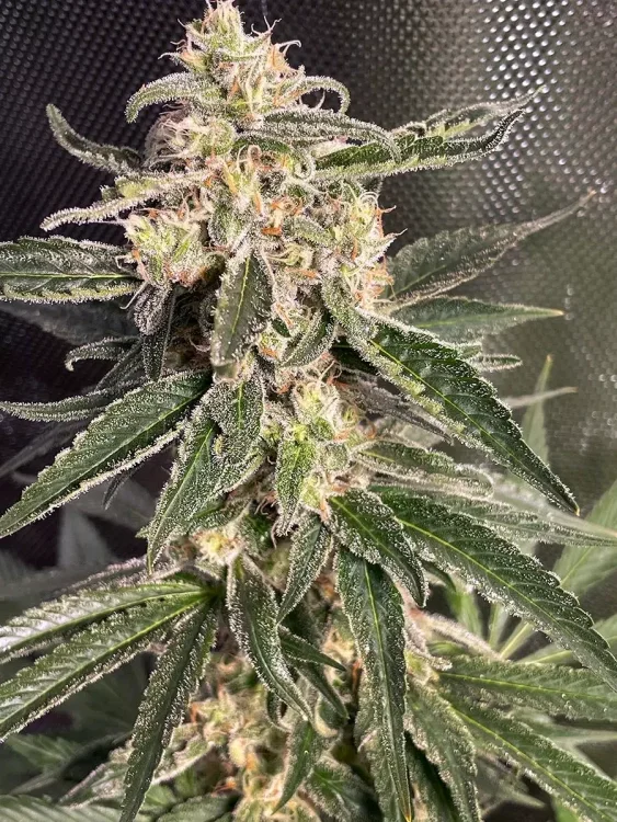 Sweet Donkey van Ministry of Cannabis