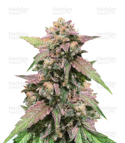 Blue Amnesia van Ministry of Cannabis