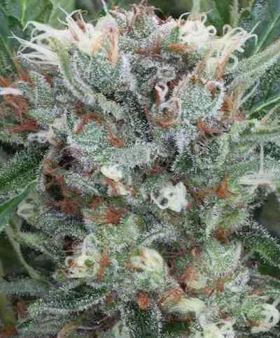 Zensation van Ministry of Cannabis