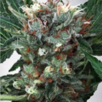 Zensation van Ministry of Cannabis