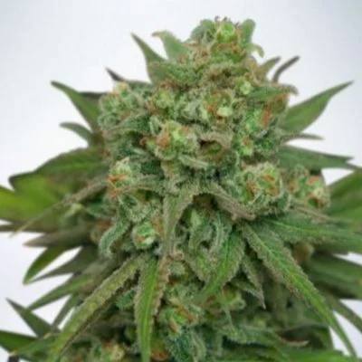 Instakush van Ministry of Cannabis