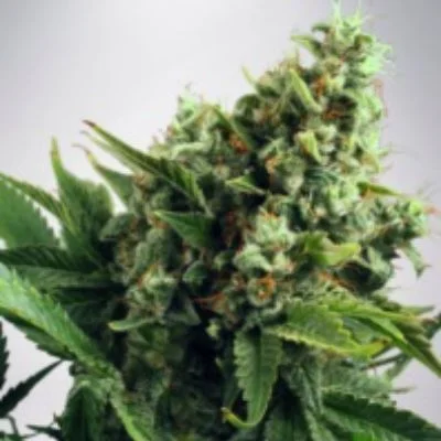 White Widow van Ministry of Cannabis