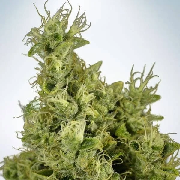 Mandarin Haze van Ministry of Cannabis