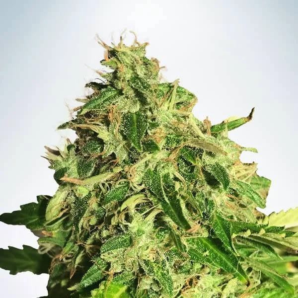 Cannabis Light van Ministry of Cannabis