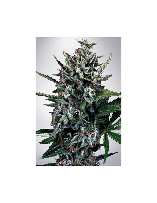 Silver Bullet van Ministry of Cannabis