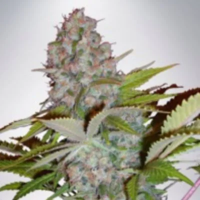 Cheese NL van Ministry of Cannabis