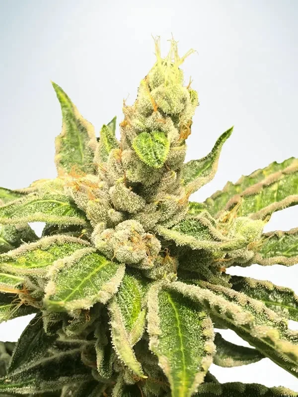 Mamacita's Cookies van Ministry of Cannabis