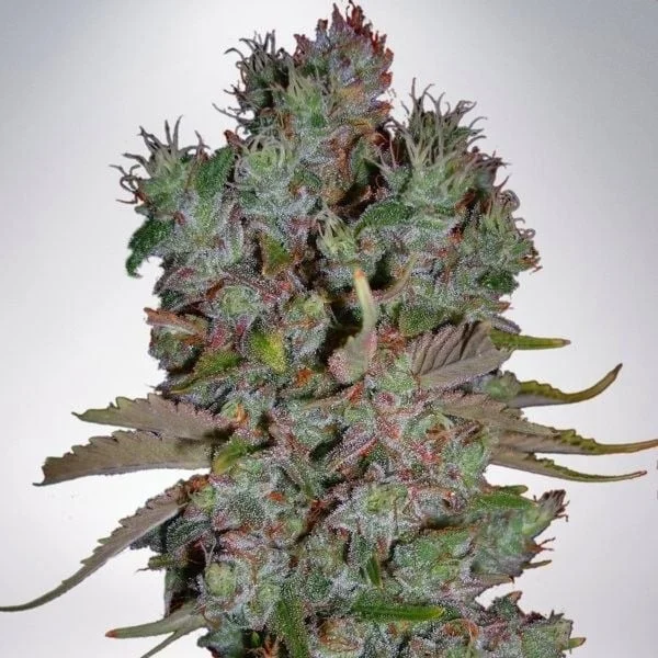 Blueberry Domina van Ministry of Cannabis