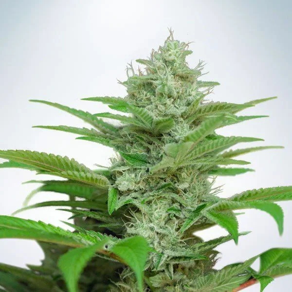 CBD Star van Ministry of Cannabis