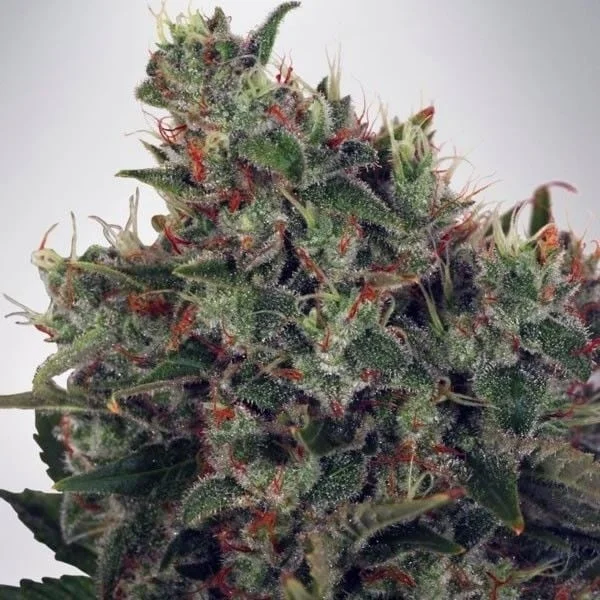 Ultra White Amnesia van Ministry of Cannabis