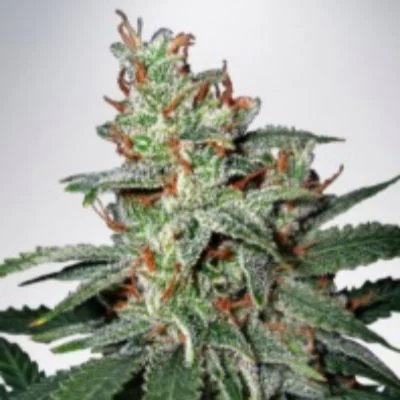 Carnival van Ministry of Cannabis