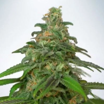 Mandarin Haze van Ministry of Cannabis
