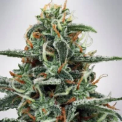 White Widow van Ministry of Cannabis