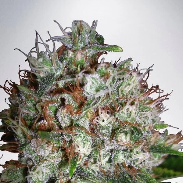 Big Bud XXL van Ministry of Cannabis