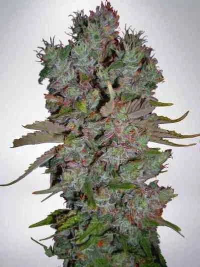 Blueberry Domina van Ministry of Cannabis