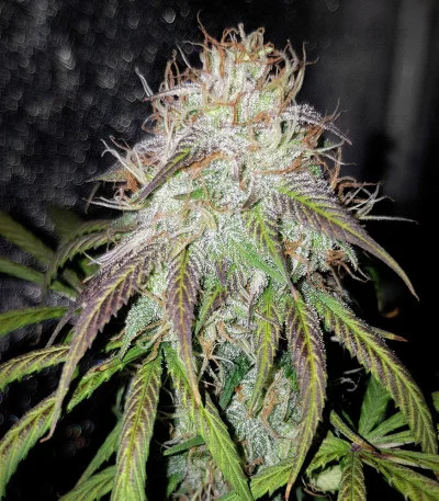 Blue Amnesia van Ministry of Cannabis