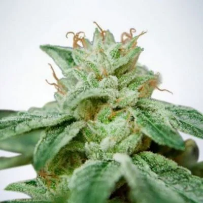 CBD Star van Ministry of Cannabis