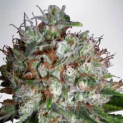 Big Bud XXL van Ministry of Cannabis