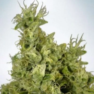 Mandarin Haze van Ministry of Cannabis