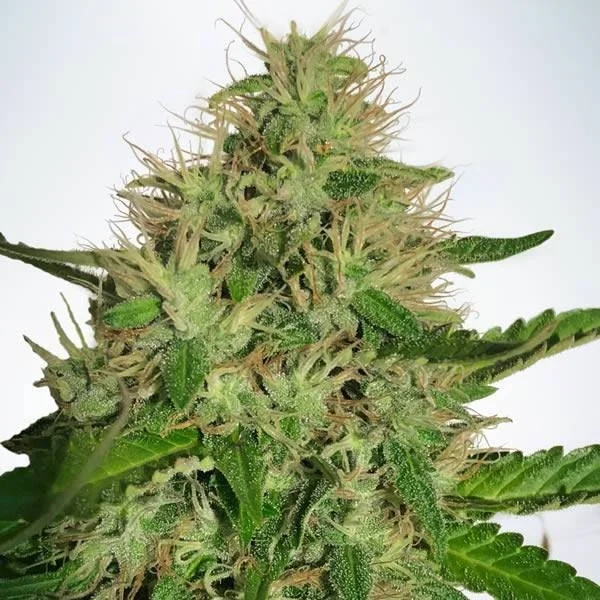 Cannabis Light van Ministry of Cannabis