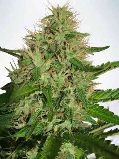 Cannabis Light van Ministry of Cannabis