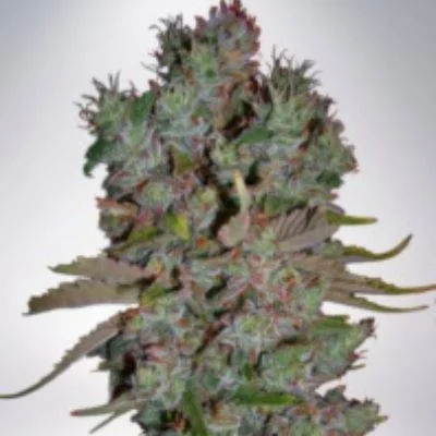 Blueberry Domina van Ministry of Cannabis