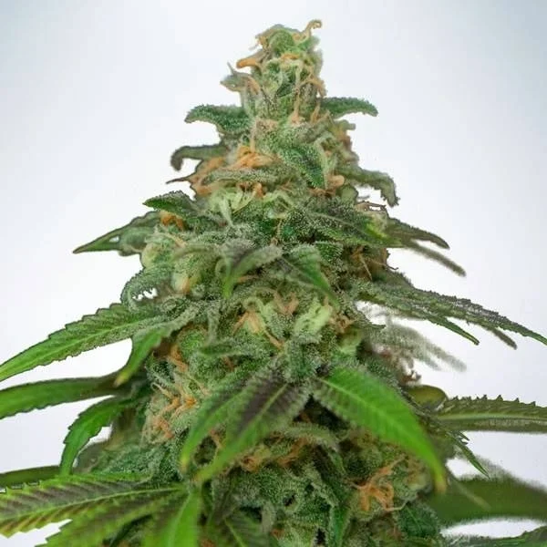 Mandarin Haze van Ministry of Cannabis