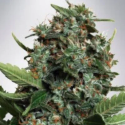 Autopilot XXL van Ministry of Cannabis