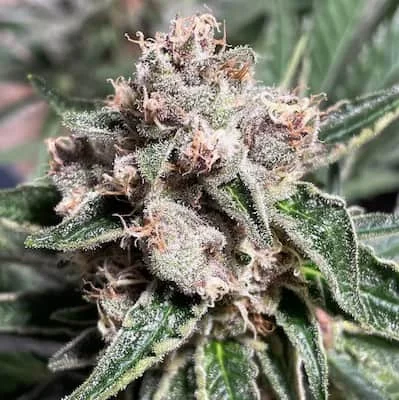 Mars Mellow van Ministry of Cannabis