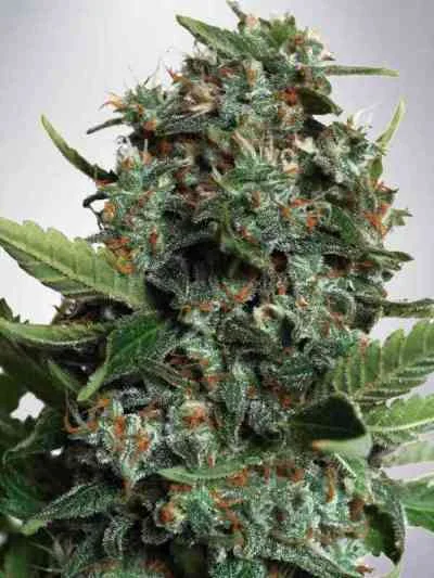 Autopilot XXL van Ministry of Cannabis